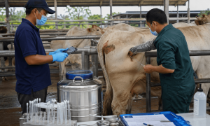 Inseminasi Buatan pada Program Pembiakan Sapi Modern