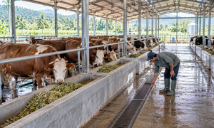 Manajemen Kandang Sapi yang Baik untuk Menjaga Kenyamanan Ternak